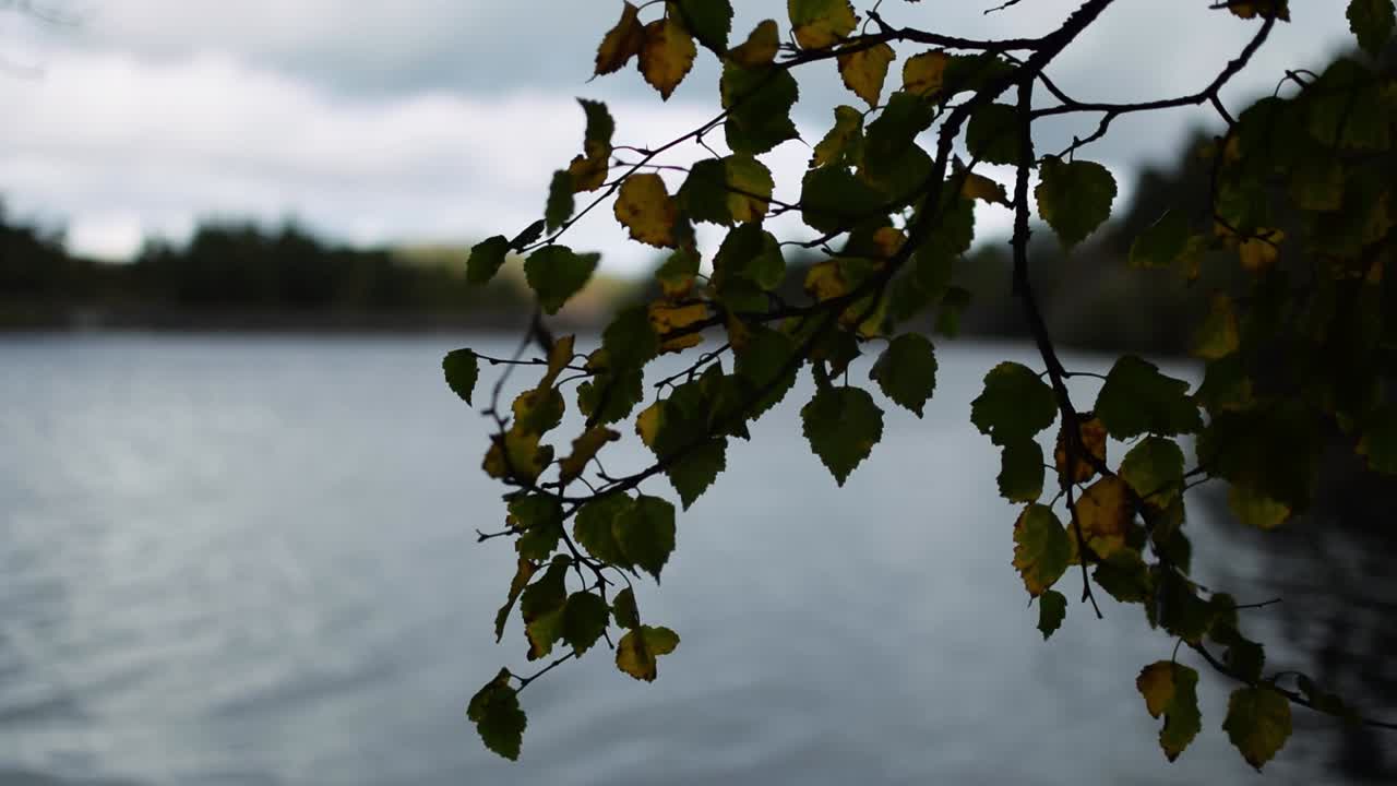 hojas de otoño con el embalse al fondo