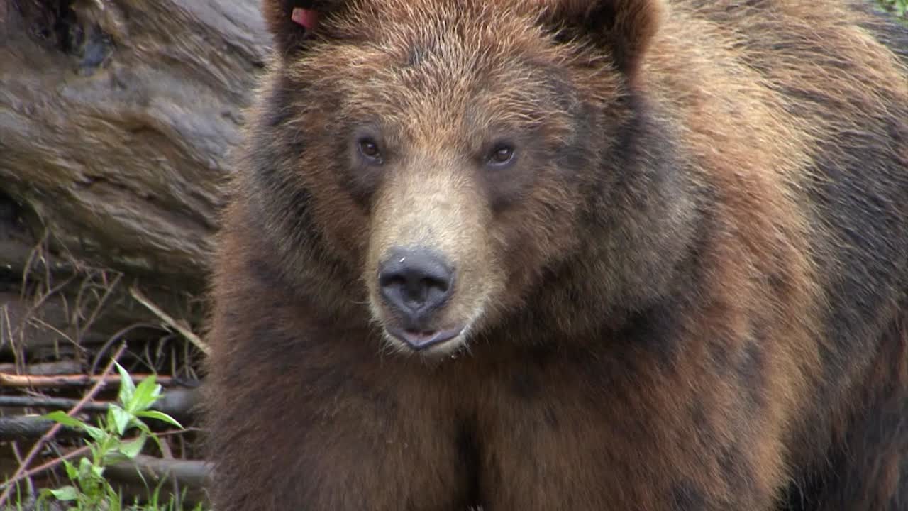 Primo piano sulla testa di un orso nero