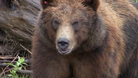 Primer-Plano-Sobre-La-Cabeza-De-Un-Oso-Negro