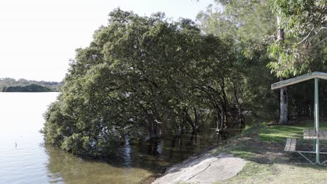 parque moona moona y arroyo con árboles de mangle y banco en jervis bay australia, tiro cerrado