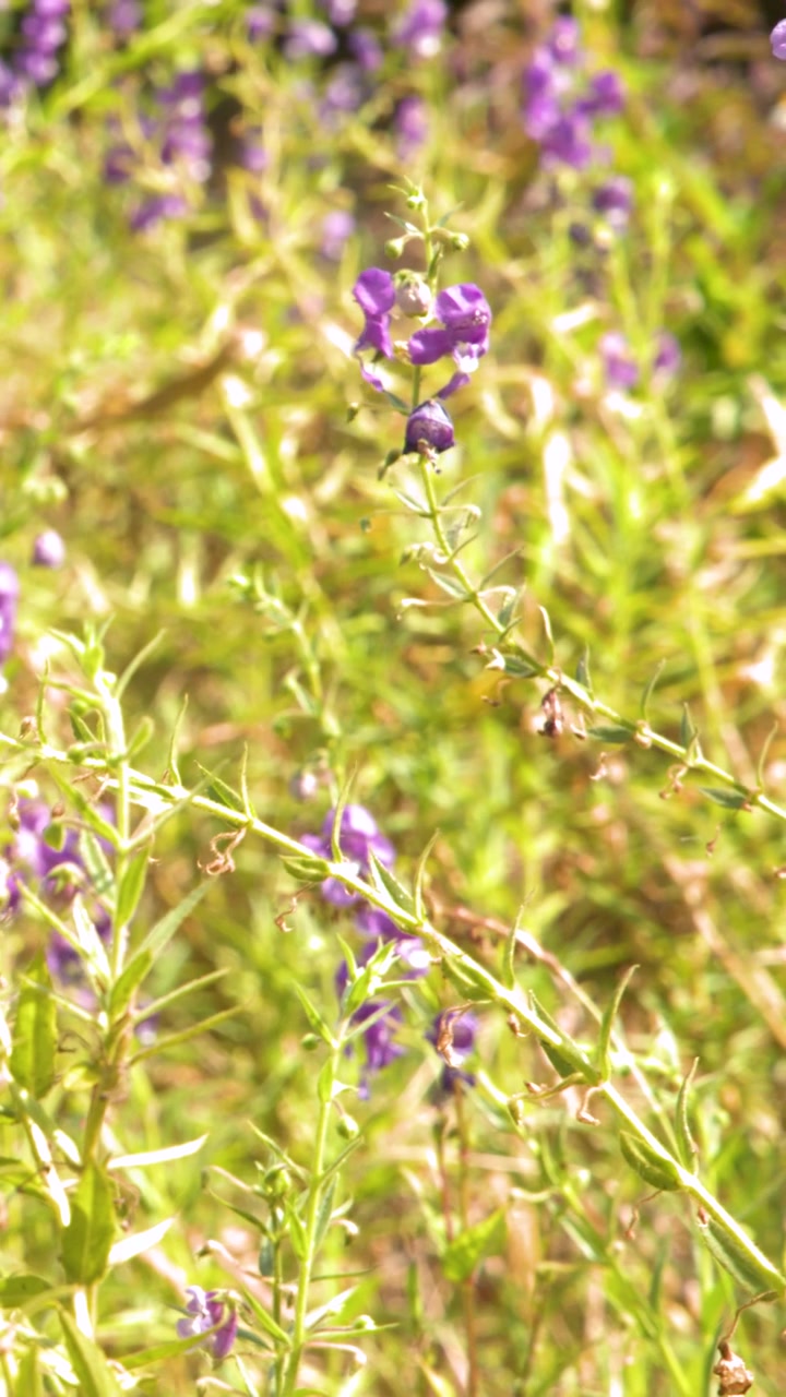 Fiori di Angelonia viola che ondeggiano in un giardino soleggiato