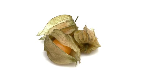 physalis isolated