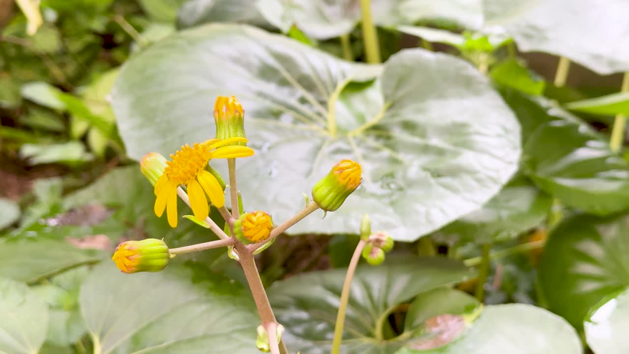 Ligularia dentata yellow blooms and buds in bright daylight, static close-up, leafy background