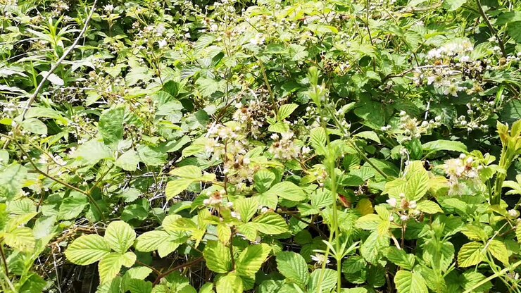 Flowering brambles with bees flying about