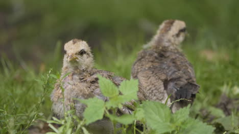 old swedish dwarf chicks and hen on grassy ground