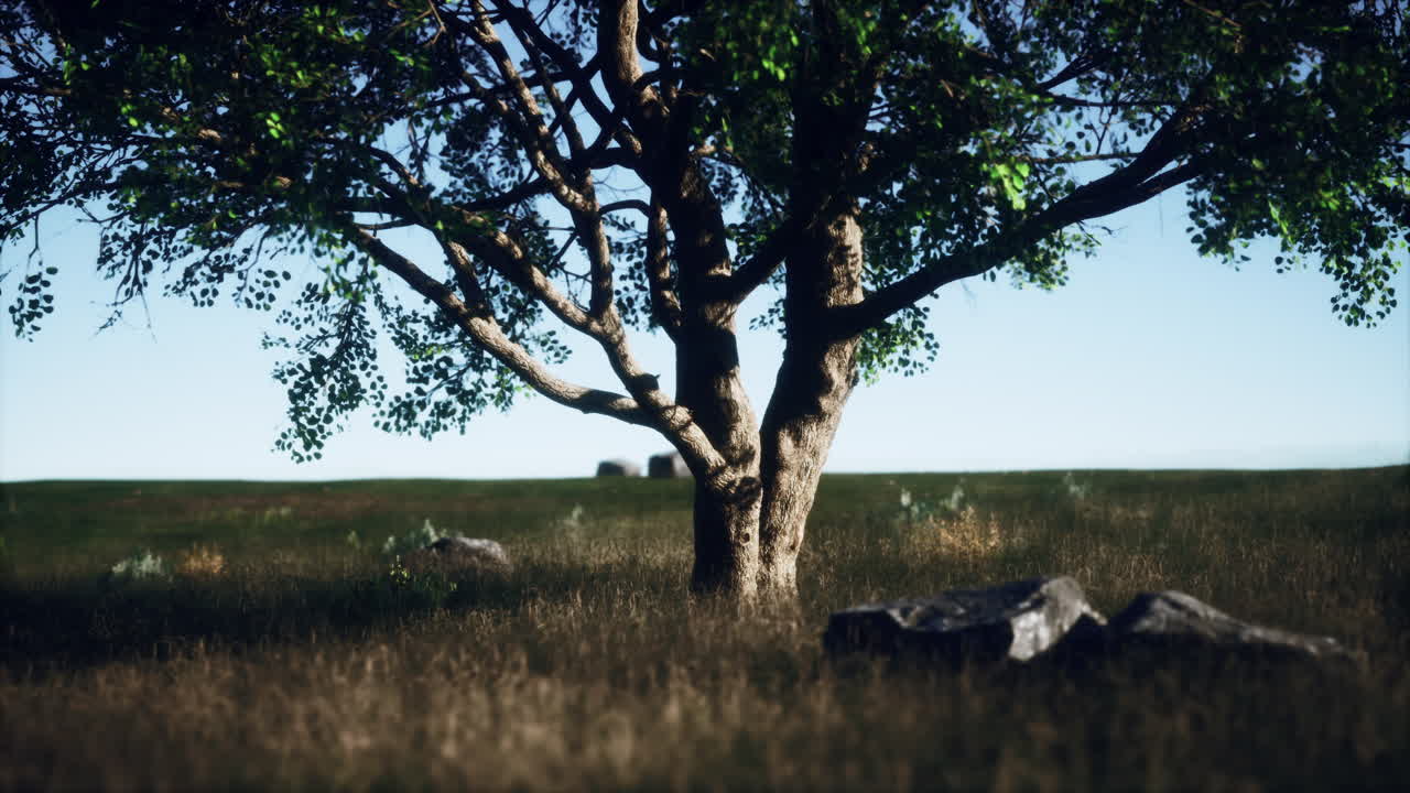 케냐 공원 사바나 단 하나의 나무와 함께 놀라운 풍경