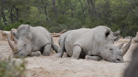 Südliche-Breitmaulnashörner.-Wildtiere-In-Gefangenschaft