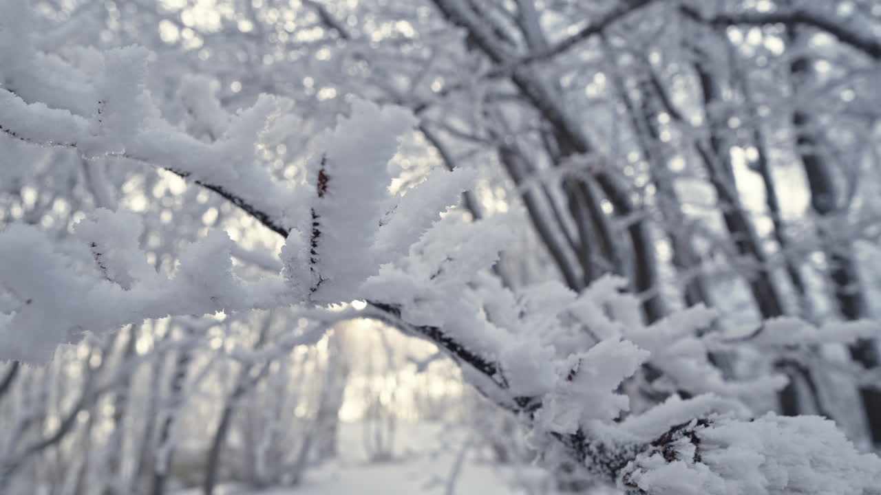 Arbres enneigés dans une forêt hivernale paisible avec une douce lumière du soleil filtrant à travers