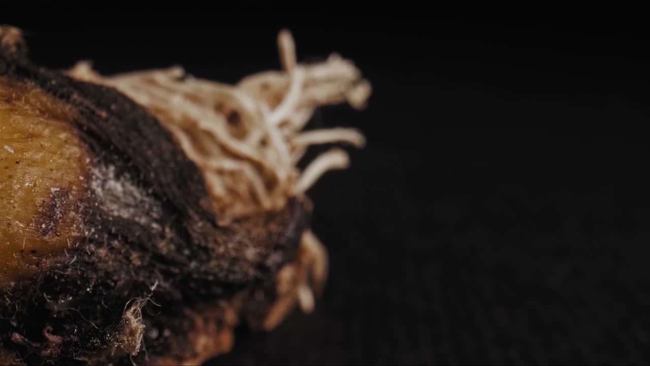 잘 익은 바나나 끝에서 과육으로 나오는 섬유질 털의 영화 같은 팬