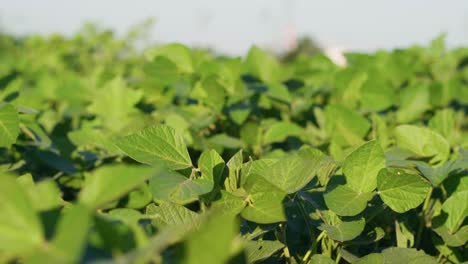 un primer plano de las hojas de soja en un campo de soja en santa fe, argentina