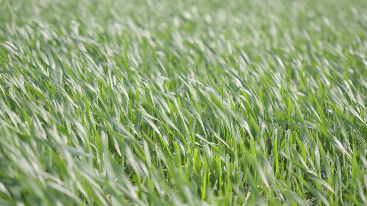 Wind sweeps through fields of green, a rippling dance, a tranquil scene