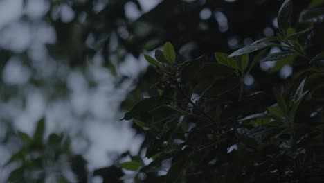 Rain-drops-falling-on-tree-leaves,-dark-moody-view