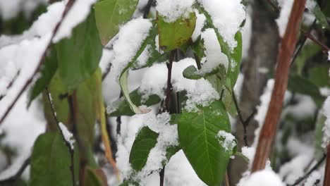 nevando sobre las ramas de los árboles, clima frío