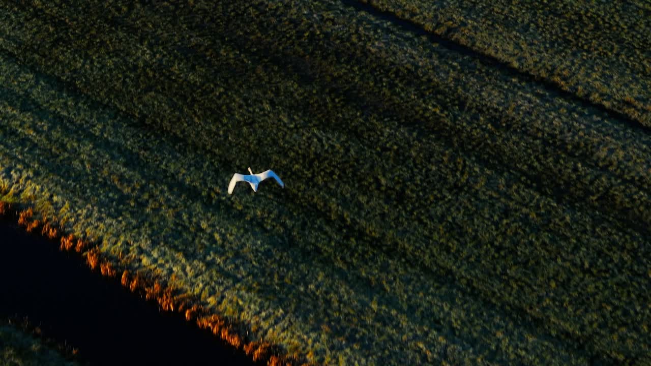 un cisne volando sobre un campo