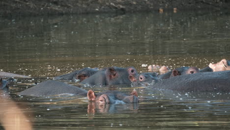 el hipopótamo africano sumergió su cuerpo en el agua.
