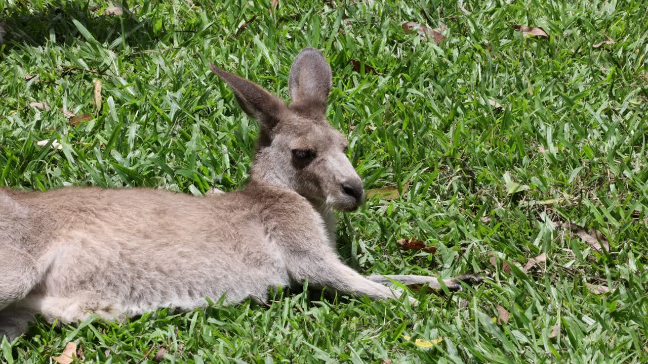 Kangaroo lounging peacefully on green grass
