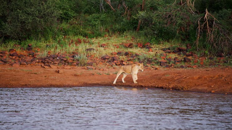 Lioness at a watering hole