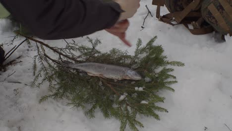 freshly caught fish peppered on sprig placed on snow