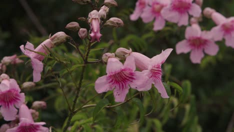 pink trumpet vine, originally from south africa