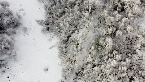 Ein-Schneebedeckter-Wald-In-Den-Apuseni-Bergen-In-Der-Nähe-Des-Dorfes-Marisel
