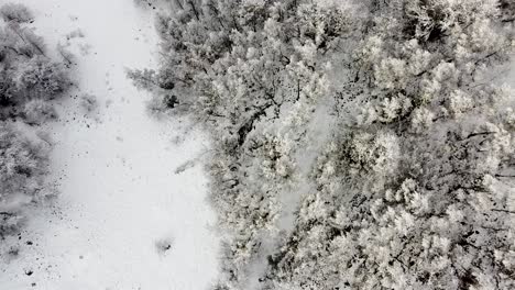 un bosque cubierto de nieve en las montañas apuseni cerca del pueblo de marisel