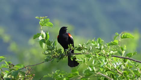 A-red-winged-black-bird-perched-on-a-leafy-branch-on-a-bush-on-a-summer-day