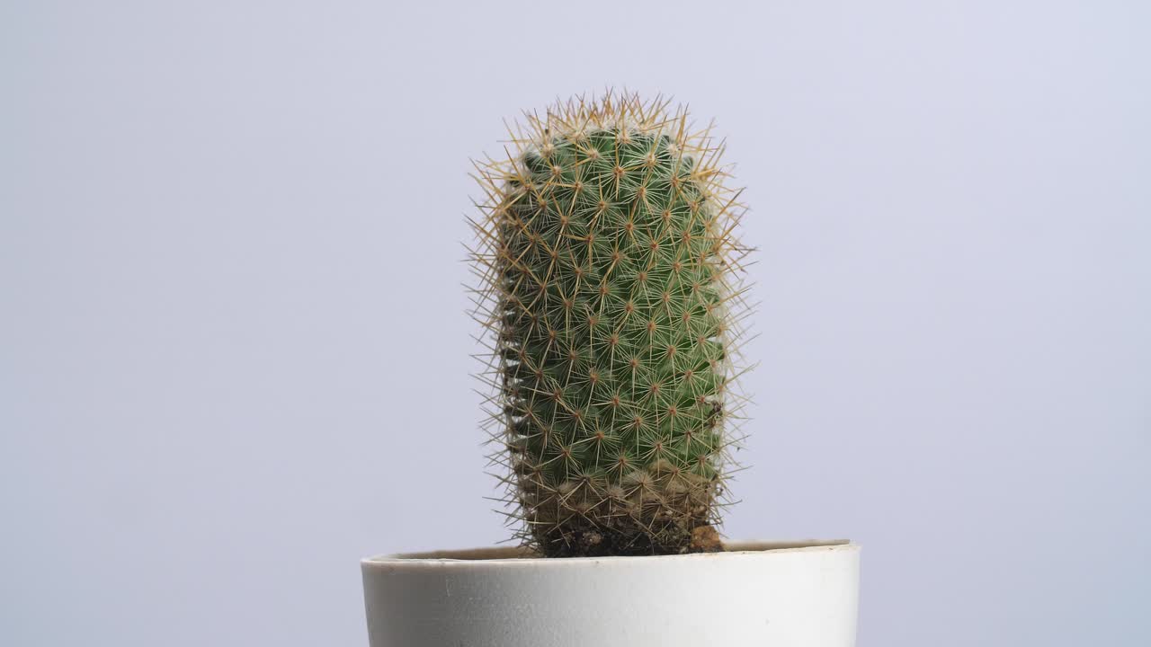 Old Lady Cactus Plant Revolving Around Itself On The White Screen Background
