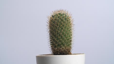 vieja planta de cactus girando a su alrededor en el fondo de la pantalla blanca