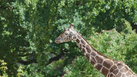 A giraffe feeds on leafy branches in a sunlit zoo habitat, surrounded by lush greenery. The camera remains steady, capturing natural animal behavior in daylight