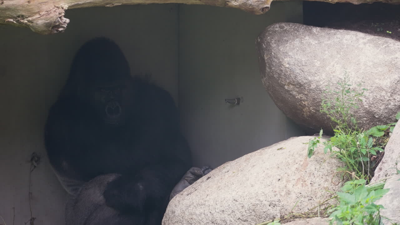 Gorilla imponente e possente che riposa nello zoo