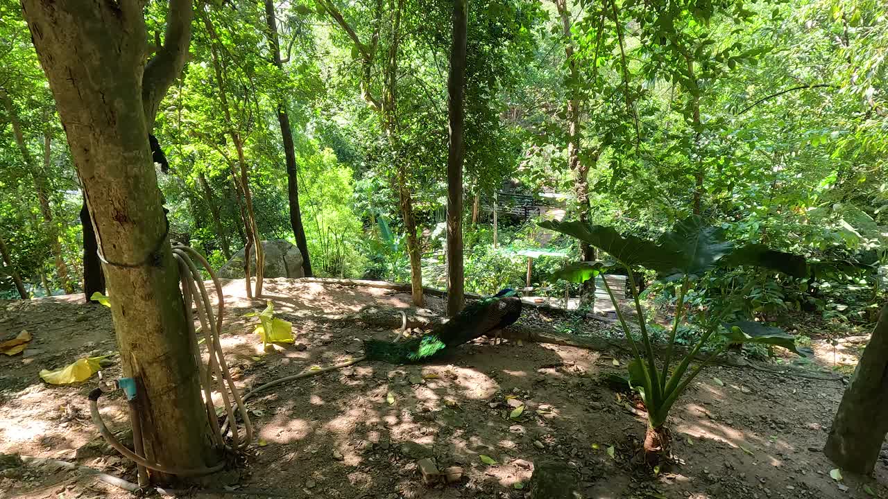 활기차고 푸른 숲 지역 을 탐사 하는 호랑이