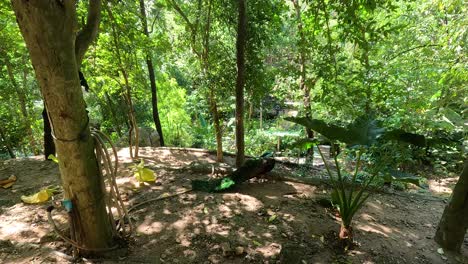 pavo real explorando una zona de bosque vibrante y verde