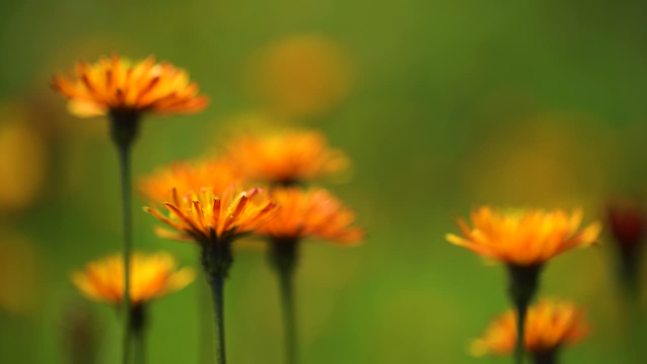 Crepis, comunemente conosciuta in alcune parti del mondo, è un genere di piante da fiore annuali e perenni della famiglia delle Asteracee