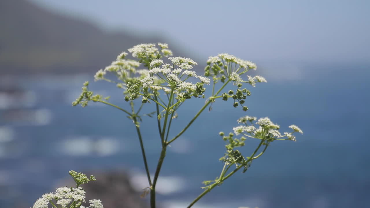 White flowers by the ocean