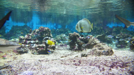 agua clara con tiburón de arrecife de punta negra y peces tropicales.