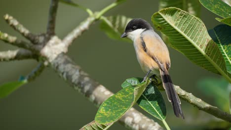 long-tailed or rufous-backed shrike bird poo excrements sitting on plumeria tree branch - close-up