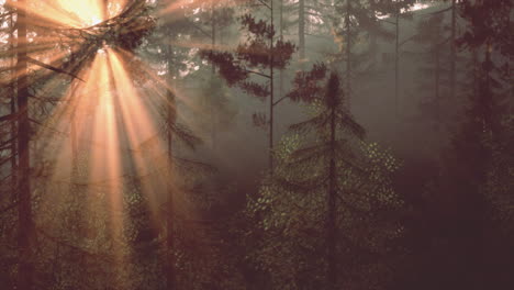 sunlight streaming through misty forest