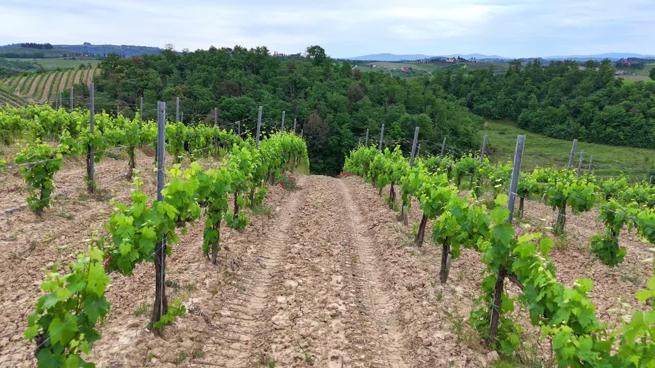 Slow drone footage in Tuscan grapes fields in Italy.