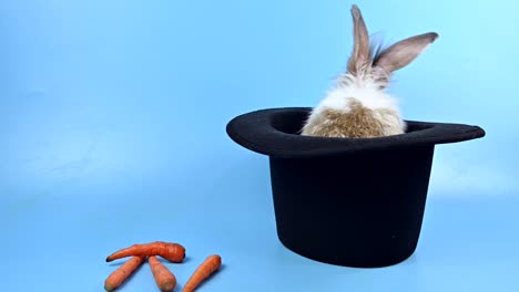 conejo en el fondo de la pantalla azul. animal espiritual y mascota inteligente para la pascua