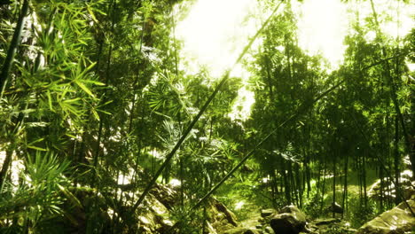 Grüner-Bambuswald-In-Hawaii