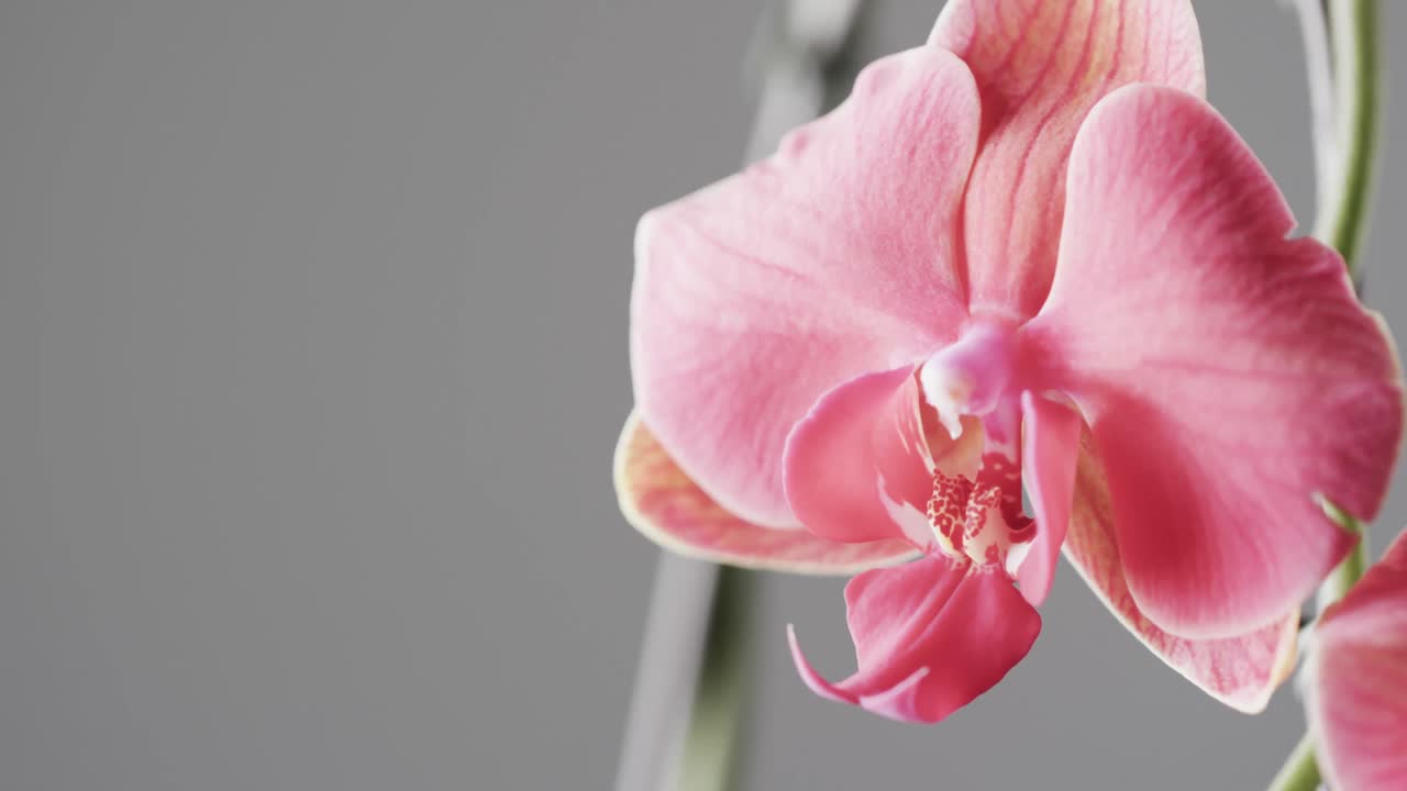 micro vídeo de cerca de la flor de orquídea rosa con espacio de copia en el fondo gris
