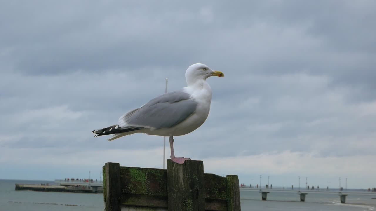 profile of Seagull standing On a wooden pillar At Beach of baltic sea