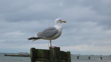 perfil de gaviota de pie sobre un pilar de madera en la playa del mar báltico