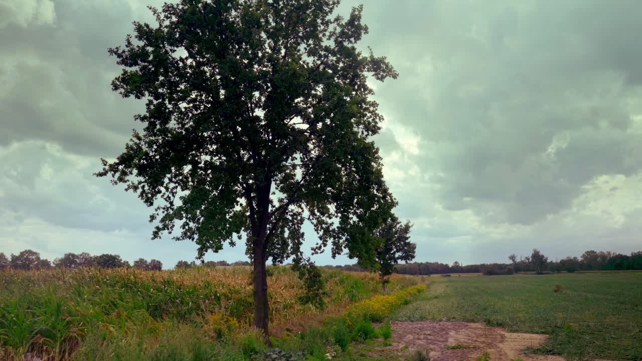 Tree on the edge of a corn field with cloudy sky in the Dutch countryside