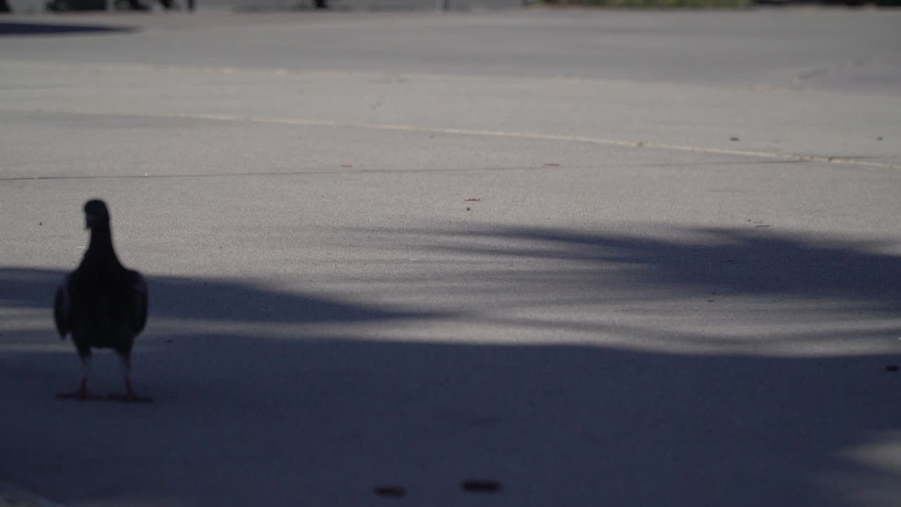 가까이에서 멀리 날아가는 비둘기