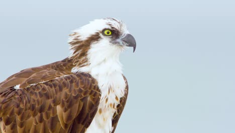 osprey sea hawk close up during windy overcast day