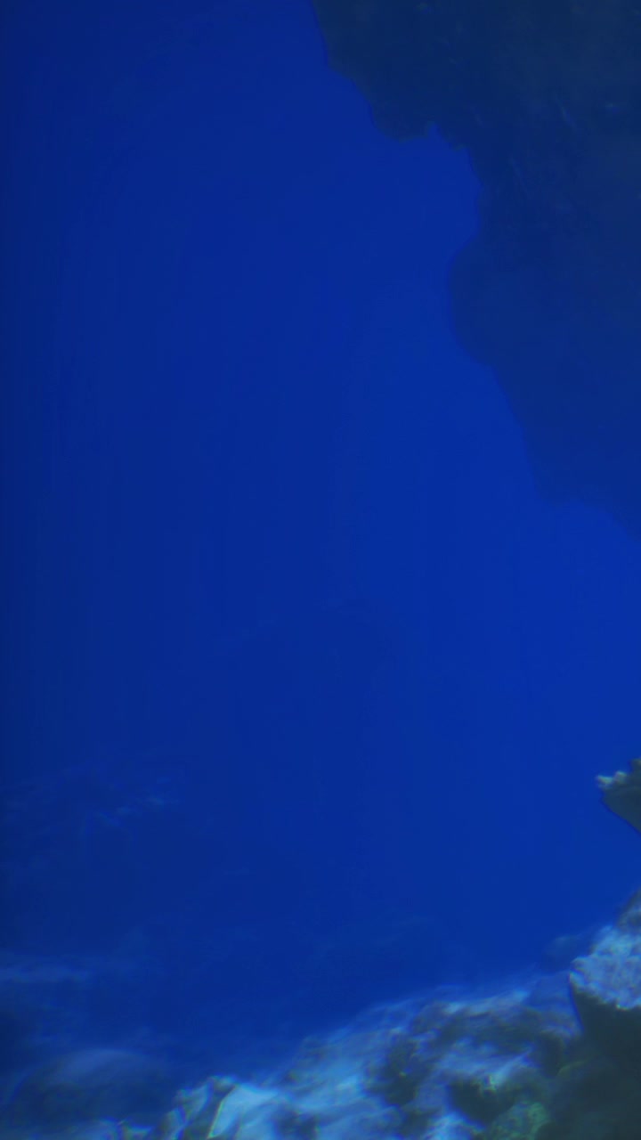 Sotto le onde dell'oceano, una scena di vita marina in acque limpide e blu.