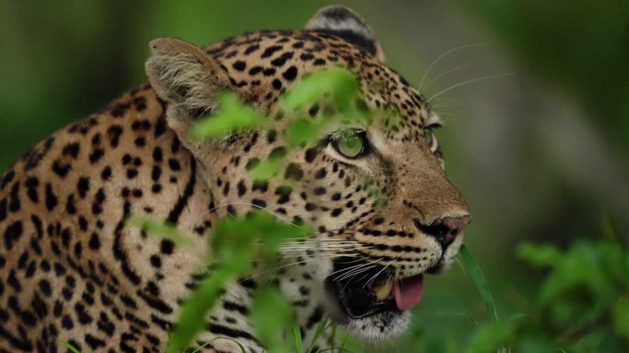fotografía de cerca de un leopardo jadeante mientras se camufla en el verde matorral africano
