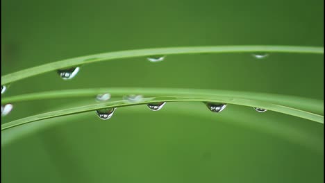 dew drops on grass