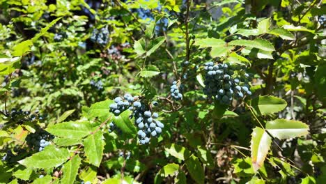 Close-up-view-of-a-bush-with-blue-berries-growing-on-its-branches